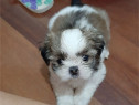 Pui shih-tzu talie mica