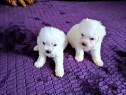 Bichon foarte frumosi