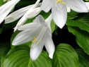 Crini Hosta - plante ornamentale pentru gradina ta