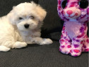 Bichon puiuți mini toy