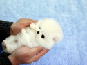 Pomeranian Boo mini Ursuleț