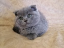 Scottish fold pui