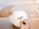 Pomeranian extra mini boo