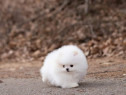 Pomeranian boo teacup????