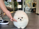 Pomeranian puppy adevărat toy teeacup