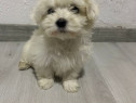 Bichon maltez adorabili