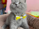 British shorthair pisoiași