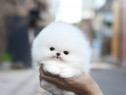 Pomeranian puppy asigur transport