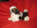 Pui shih tzu 2 luni