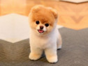 Pomeranian boo mini teacup