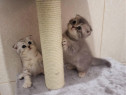 Scottish fold chinchilla