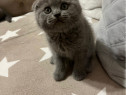 Scottish fold puiuț