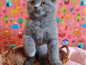 British shorthair