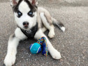 Cățeluș Husky Siberian cu ochi albaștri spre adopție