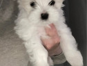 Bichon maltez talie normala