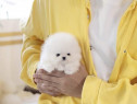 Pomeranian mini boo cadoul ideal