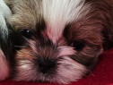 Shih-tzu talie mica