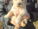 Pui Golden Retriever (mascul)