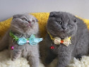 Scottish fold băieței și fetițe