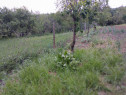 65000euro!!Bucium!Teren intravilan 1500mp,asfalt!