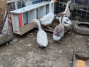 Gâște la pret bun