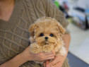 Maltipoo Toy cu pedigree, microcip si pasaport