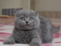 Scottish fold blue