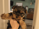 Yorkshire terrier mini toy