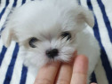 Bichon maltez mini toy