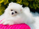 Pui Pomerania mini toy