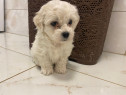 Bichon Maltez rasa pură
