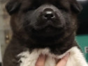 Akita American 4 masculi