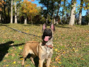 Ciobănesc Belgian Malinois