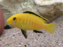 Labidochromis caeruleus - direct din crescatorie