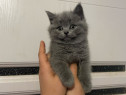 British Shorthair blue