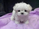 Bichon maltez mini toy