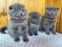 Scottish fold pui