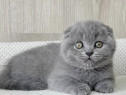 Scottish fold puiuți
