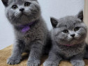 British shorthair blue