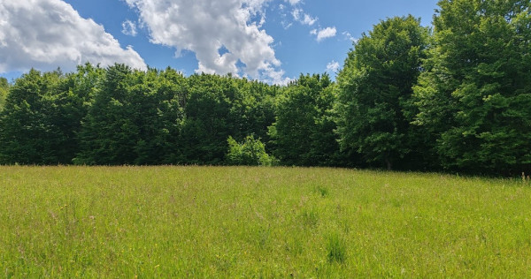 2,2 ha teren extravilan în munții apuseni, negreni, cluj