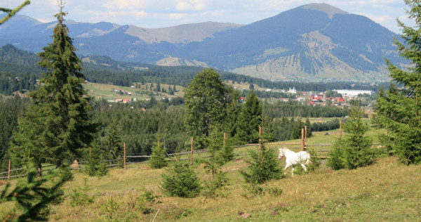 Vand 10 ha teren poiana negrii,dorna candreni