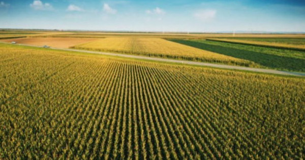 Teren agricol comasat- 300ha- jud satu mare- 10500 euro/h...