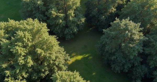 143 ha pădure de stejar, brasov – maturitate forestier...