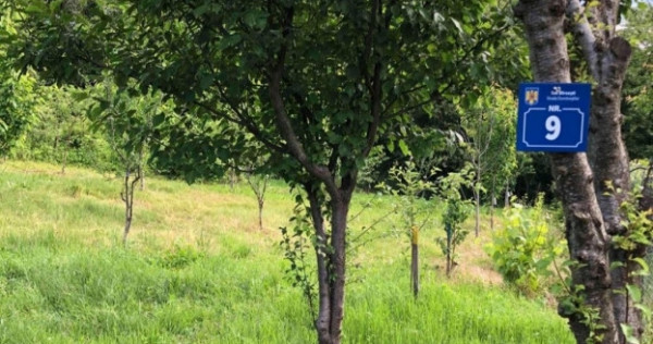 Teren budesti 700 mp