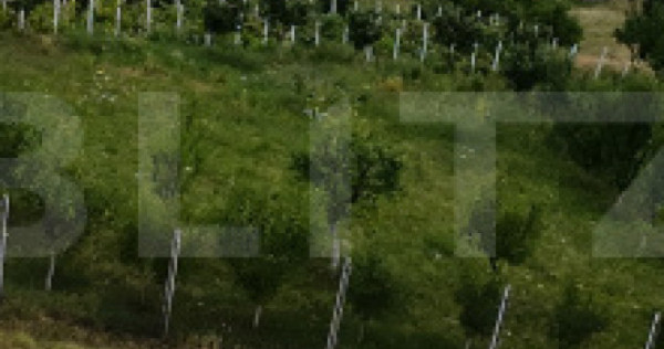Teren intravilan – 730 mp – zonă panoramică aleea trif