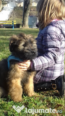 Catei Briard Ciobanesc De Brie 500 Eur Lajumate Ro