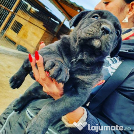 Cane Corso Adoptie Adroi Zoo