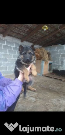 Ciobănesc romanesc de bucovina Timișoara adroi-zoo