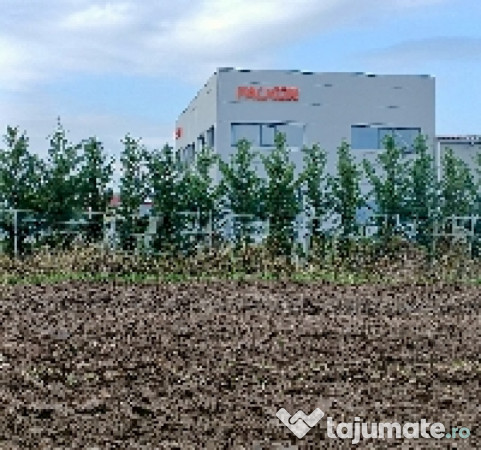 Teren 7700mp lazuri, dâmbovița