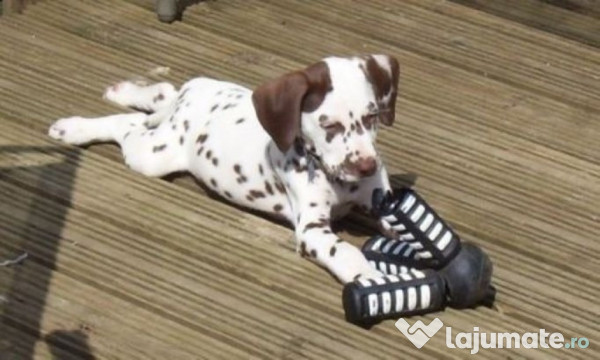 Caini Dalmatian Bucuresti Brasov Constanta Iasi Oradea Cluj 270